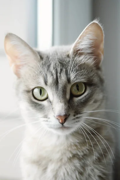 一只长着黄色眼睛的漂亮灰猫的特写 一只家猫坐在窗台上观看正在发生的事情 图像用于兽医诊所 猫的现场 猫的食物 — 图库照片