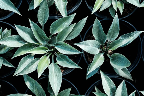 Hosta Leaves Pattern Background Bushes Hosta Plant Pots Transport Gardening — Stock Photo, Image