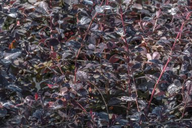Süslü, yemyeşil bir böğürtlen çalısının mor dalı. Latince adı Berberis thunbergii Coronita. Seçici odaklanma. Arka bahçede güzel mor çalılar var. Bahçe konsepti.