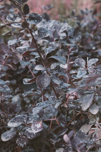 Purple Branch Decorative Evergreen Barberry Shrub Latin Name Berberis Thunbergii — Stock Photo, Image