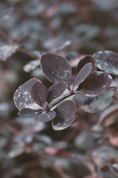 Purple Branch Decorative Evergreen Barberry Shrub Latin Name Berberis Thunbergii — Stock Photo, Image