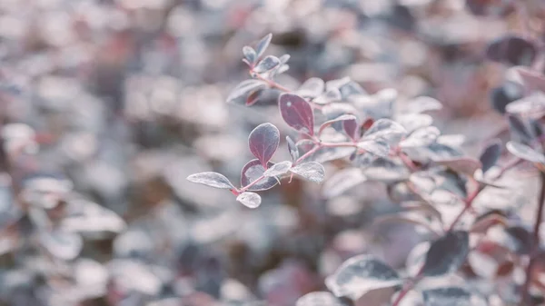 Purple Branch Decorative Evergreen Barberry Shrub Latin Name Berberis Thunbergii — Stock Photo, Image