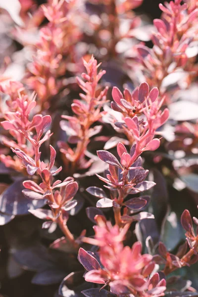 Purple Branch Decorative Evergreen Barberry Shrub Latin Name Berberis Thunbergii — Stock Photo, Image