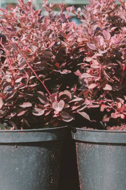 Bahçıvanlık mağazasında taşınmak için kaplarda mor süslemeli böğürtlen çalısı. Latince adı Berberis thunbergii Coronita. Seçici odaklanma. Bahçe konsepti.