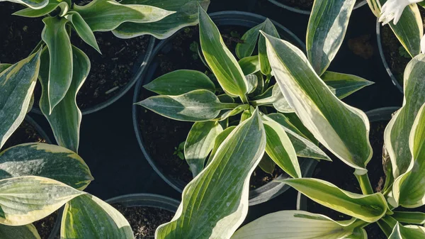 Hosta Leaves Pattern Background Bushes Hosta Plant Pots Transport Gardening — Stock Photo, Image