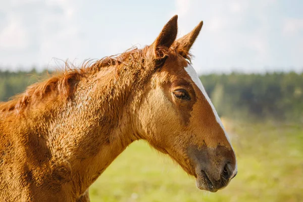 Красивая Красная Коричневая Лошадь Длинной Гривой Пастбище Лошадиной Ферме Портрет — стоковое фото