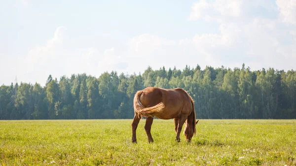 Одинокая Лошадь Пасется Пастбище Ест Траву Фоне Красивой Природы Елового — стоковое фото