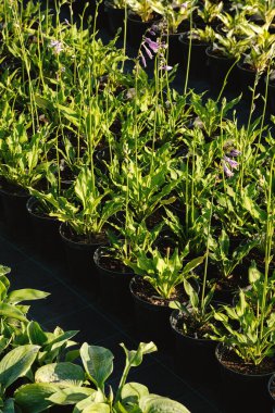 Bahçe dükkanındaki nakliye kaplarında güzel yeşil bitkiler. Parkı, meydanı ya da bahçeyi düzenlemek için çiçekler. Bahçe konsepti.