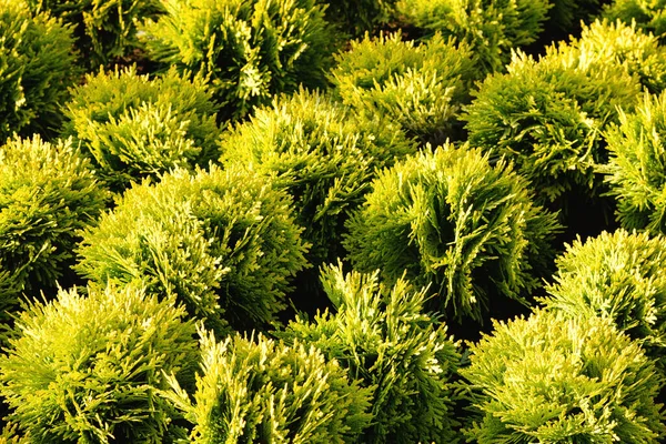 정원에 운송용 단지에 상록수로 관목인 탈리스 Thuja Occidentalis 입니다 공원의 — 스톡 사진