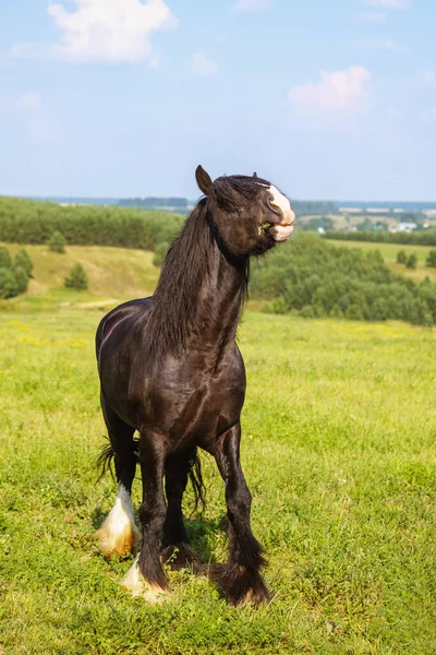 Beau Cheval Brun Avec Une Longue Crinière Dans Pâturage Une — Photo