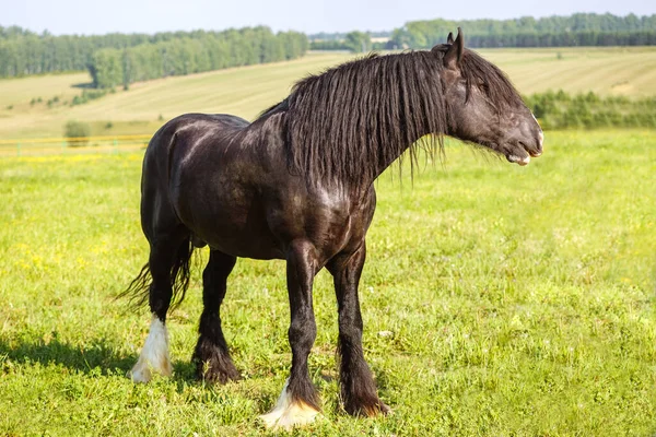 A beautiful brown horse with a long mane in the pasture at a horse farm. Portrait of a horse against nature background. Horse breeding, animal husbandry