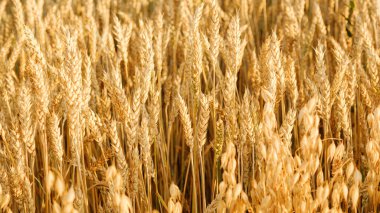 Buğday tarlası. Altın buğday kulakları yakın plan. Güzel Doğa Günbatımı Manzarası. Parlayan Güneş Işığı Altında Kırsal Manzara. Zengin hasat kavramı.