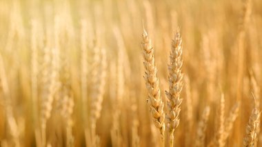 Buğday tarlası. Altın buğday kulakları yakın plan. Güzel Doğa Günbatımı Manzarası. Parlayan Güneş Işığı Altında Kırsal Manzara. Zengin hasat kavramı.