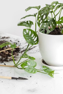 Monstera Monkey Maskesi nakilden sonra. Beyaz bir saksıdaki güzel Monstera çiçeği beyaz bir arka plandaki cam bir masanın üzerinde duruyor. Ev bitkisi, toprak ve nakil aletleri: