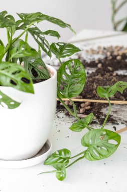 Monstera Monkey Maskesi nakilden sonra. Beyaz bir saksıdaki güzel Monstera çiçeği beyaz bir arka plandaki cam bir masanın üzerinde duruyor. Ev bitkisi, toprak ve nakil aletleri: