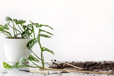 Monstera Monkey Maskesi nakilden sonra. Beyaz bir saksıdaki güzel Monstera çiçeği beyaz bir arka plandaki cam bir masanın üzerinde duruyor. Ev bitkisi, toprak ve nakil aletleri: