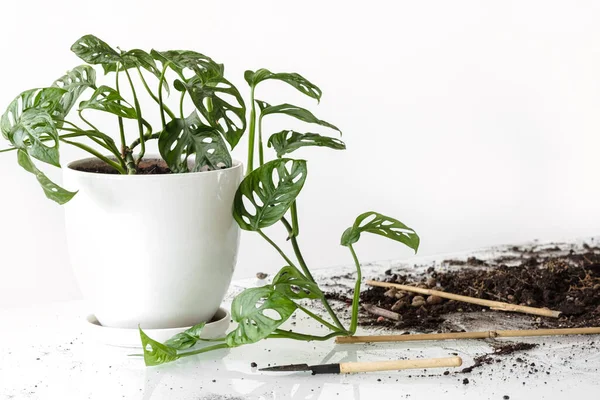 Monstera Monkey Maskesi nakilden sonra. Beyaz bir saksıdaki güzel Monstera çiçeği beyaz bir arka plandaki cam bir masanın üzerinde duruyor. Ev bitkisi, toprak ve nakil aletleri: