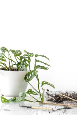 Monstera Monkey Maskesi nakilden sonra. Beyaz bir saksıdaki güzel Monstera çiçeği beyaz bir arka plandaki cam bir masanın üzerinde duruyor. Ev bitkisi, toprak ve nakil aletleri: