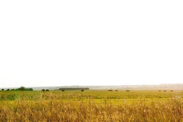 Красивый Летний Сельский Пейзаж Поля Урожай Голубое Небо Спокойный Пейзаж — стоковое фото