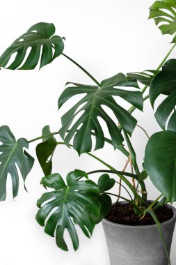 Monstera deliciosa ya da İsviçre peynir bitkisi gri beton bir saksıda beyaz bir arka planda bir masanın üzerinde duruyor. Hipster İskandinav tarzı iç mekan. Boş beyaz duvar ve kopyalama alanı.