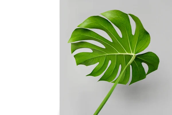 Hoja Monstera Sobre Fondo Blanco Gris Enfoque Selectivo Monstera Deliciosa — Foto de Stock