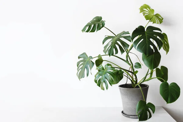 Monstera deliciosa ya da İsviçre peynir bitkisi gri beton bir saksıda beyaz bir arka planda bir masanın üzerinde duruyor. Hipster İskandinav tarzı iç mekan. Boş beyaz duvar ve kopyalama alanı.