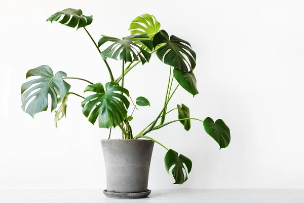 Monstera deliciosa or Swiss cheese plant in a gray concrete flower pot stands on a table on a white background.Hipster scandinavian style room interior. Empty white wall and copy space.