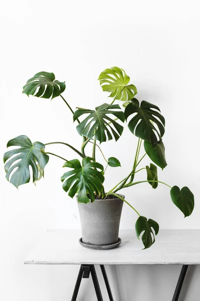 Monstera deliciosa ya da İsviçre peynir bitkisi gri beton bir saksıda beyaz bir arka planda bir masanın üzerinde duruyor. Hipster İskandinav tarzı iç mekan. Boş beyaz duvar ve kopyalama alanı.