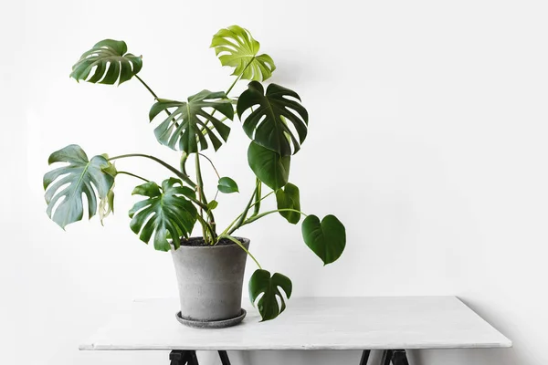 Monstera deliciosa ya da İsviçre peynir bitkisi gri beton bir saksıda beyaz bir arka planda bir masanın üzerinde duruyor. Hipster İskandinav tarzı iç mekan. Boş beyaz duvar ve kopyalama alanı.