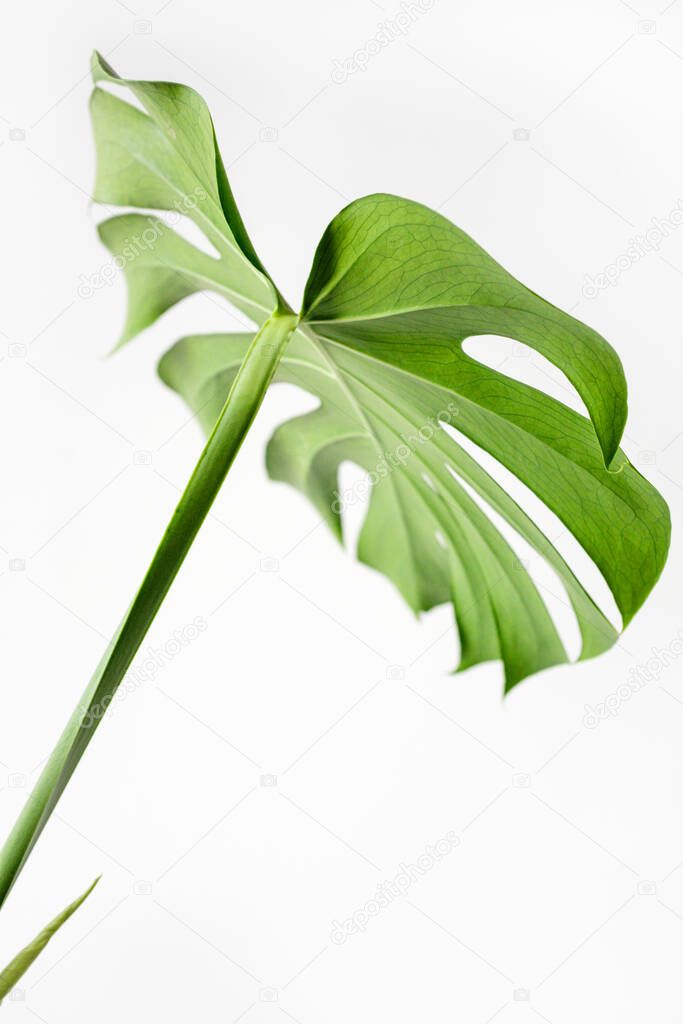 Monstera leaf on white and gray background, selective focus. Monstera deliciosa or Swiss cheese plant in a modern stylish and minimalistic urban jungle interior.