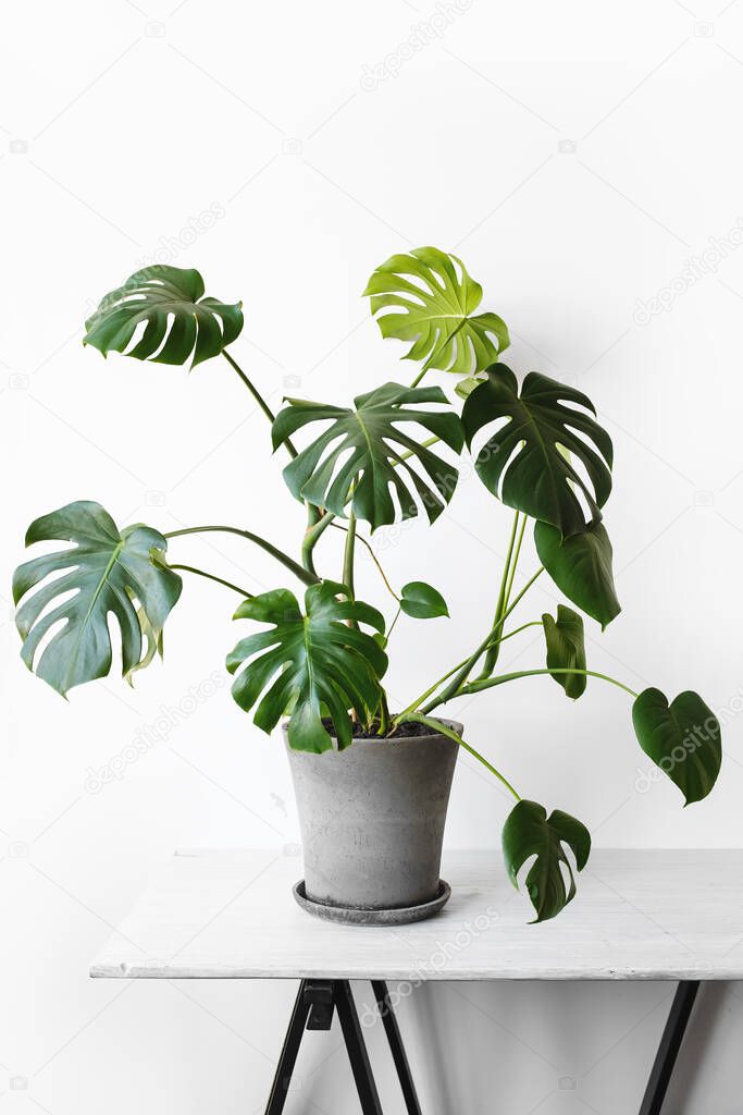 Monstera deliciosa or Swiss cheese plant in a gray concrete flower pot stands on a table on a white background.Hipster scandinavian style room interior. Empty white wall and copy space.