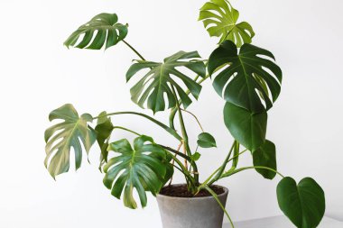 Monstera deliciosa ya da İsviçre peynir bitkisi gri beton bir saksıda beyaz bir arka planda bir masanın üzerinde duruyor. Hipster İskandinav tarzı iç mekan. Boş beyaz duvar ve kopyalama alanı.