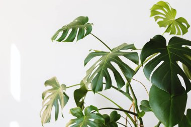 Monstera deliciosa ya da İsviçre peynir bitkisi modern bir iç mekanda, minimalizm ve skandal tarzı. Renklerin güzel bir kombinasyonu: yeşil ve beyaz. Modern bir iç mekanın detayları. İç Tasarım