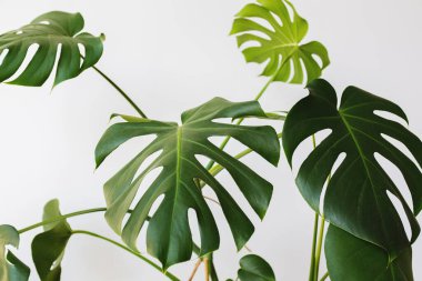 Monstera deliciosa ya da İsviçre peynir bitkisi modern bir iç mekanda, minimalizm ve skandal tarzı. Renklerin güzel bir kombinasyonu: yeşil ve beyaz. Modern bir iç mekanın detayları. İç Tasarım