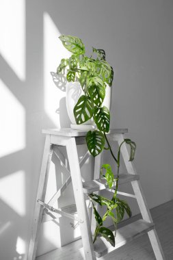 Beyaz tenceredeki güzel Monstera Maymun Maskesi beyaz arka planda beyaz bir kaide üzerinde duruyor. Beyaz arka planda sert gölgeli ev bitkisi Monstera obqua.