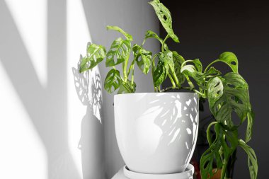 Beyaz tenceredeki güzel Monstera Maymun Maskesi beyaz arka planda beyaz bir kaide üzerinde duruyor. Beyaz arka planda sert gölgeli ev bitkisi Monstera obqua.