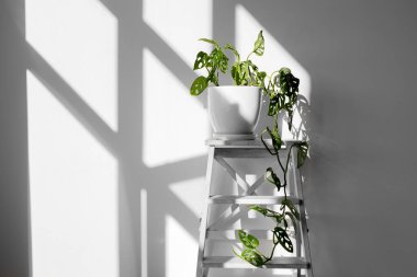 Beyaz tenceredeki güzel Monstera Maymun Maskesi beyaz arka planda beyaz bir kaide üzerinde duruyor. Beyaz arka planda sert gölgeli ev bitkisi Monstera obqua.