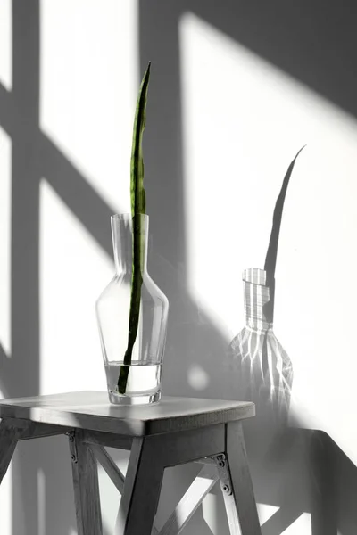 Sansevieria List Skleněné Karafě Vodou Stojí Bílém Podstavci Bílém Podstavci — Stock fotografie