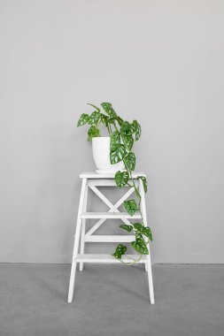 Beyaz tenceredeki güzel Monstera Maymun Maskesi gri arka planda beyaz bir kaidede duruyor. Beyaz arka planda sert gölgeli ev bitkisi Monstera obqua.