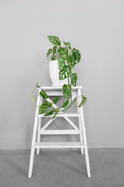 Beyaz tenceredeki güzel Monstera Maymun Maskesi gri arka planda beyaz bir kaidede duruyor. Beyaz arka planda sert gölgeli ev bitkisi Monstera obqua.