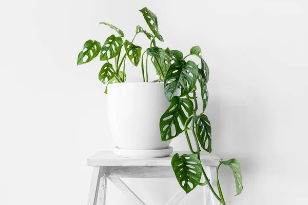 Bela Planta Monstera Monkey Mask Pote Branco Fica Pedestal Branco — Fotografia de Stock