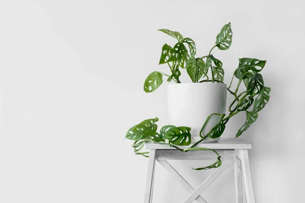 Hermosa Planta Monstera Monkey Mask Una Maceta Blanca Encuentra Sobre — Foto de Stock