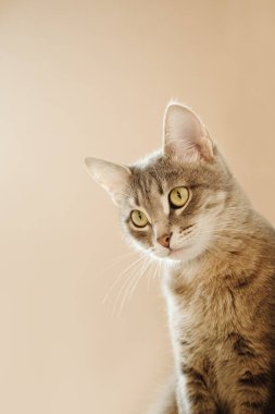 Sarı gözlü güzel gri bir kedinin yakın plan portresi. Evcil bir kedi kanepede oturuyor ve kameraya bakıyor. Evin içinde kedi var. Veteriner klinikleri için görüntü, kedilerle ilgili siteler