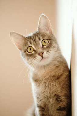 Sarı gözlü güzel gri bir kedinin yakın plan portresi. Evcil bir kedi kanepede oturuyor ve kameraya bakıyor. Evin içinde kedi var. Veteriner klinikleri için görüntü, kedilerle ilgili siteler