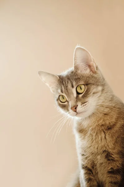 Närbild Porträtt Vacker Grå Katt Med Gula Ögon Inhemsk Katt — Stockfoto