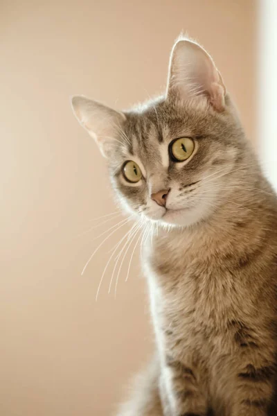 Nahaufnahme Porträt Einer Schönen Grauen Katze Mit Gelben Augen Eine — Stockfoto