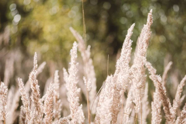 Kuru kamış, kamış tabakası, kamış tohumları. Sonbaharda güneşte altın kamış otu. Soyut doğal arkaplan. Tarafsız renklerle güzel bir desen. Seçici odak