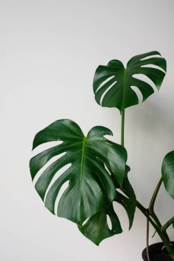Monstera in a modern interior, the concept of minimalism and scandy style. A beautiful combination of colors: green and white. Details of a modern interior. Interior Design clipart