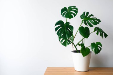 Beyaz bir tencerede duran güzel canavar çiçeği beyaz bir arka planda tahta bir masanın üzerinde duruyor. Minimalizm kavramı. Hipster İskandinav tarzı iç mekan. Boş beyaz duvar ve kopyalama alanı.