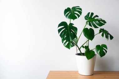 Beautiful monstera flower in a white pot stands on a wooden table on a white background. The concept of minimalism. Hipster scandinavian style room interior. Empty white wall and copy space. clipart